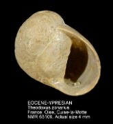 EOCENE-YPRESIAN Theodoxus zonarius